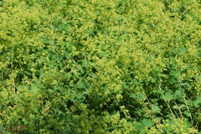 Alchemilla mollis - kontryhel měkký - kvetoucí nať